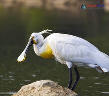 Eurasian Spoonbill_Platalea leucorodia