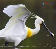 Eurasian Spoonbill_Platalea leucorodia