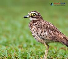 Eurasian Thick-knee_Burhinus oedicnemus