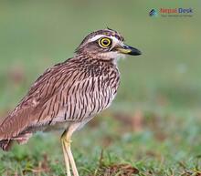 Eurasian Thick-knee_Burhinus oedicnemus