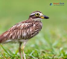 Eurasian Thick-knee_Burhinus oedicnemus