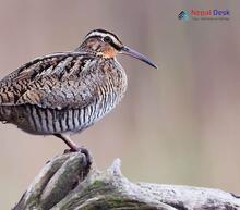 Eurasian Woodcock_Scolopax rusticola