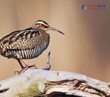 Eurasian Woodcock_Scolopax rusticola