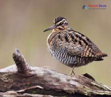 Eurasian Woodcock_Scolopax rusticola