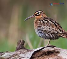 Eurasian Woodcock_Scolopax rusticola