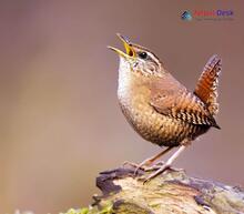 Eurasian Wren_Troglodytes troglodytes