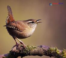 Eurasian Wren_Troglodytes troglodytes