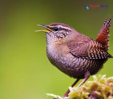 Eurasian Wren_Troglodytes troglodytes