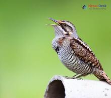 Eurasian Wryneck_Jynx torquilla