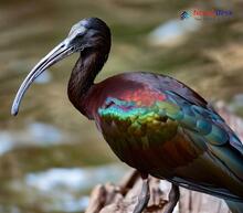 Glossy Ibis_Plegadis falcinellus