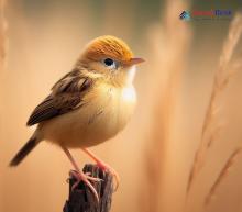 Golden-headed Cisticola_Cisticola exilis