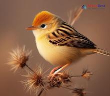 Golden-headed Cisticola_Cisticola exilis