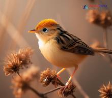 Golden-headed Cisticola_Cisticola exilis