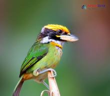 Golden-throated Barbet_Psilopogon franklinii