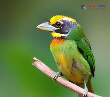 Golden-throated Barbet_Psilopogon franklinii