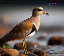 Gray-headed Lapwing_Vanellus cinereus