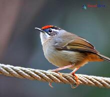 Gray-sided Bush Warbler_Cettia brunnifrons