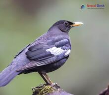 Gray-winged Blackbird_Turdus boulboul