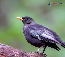 Gray-winged Blackbird_Turdus boulboul