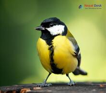 Great Tit - Parus major