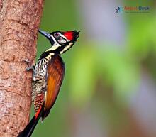 Greater Flameback_Chrysocolaptes guttacristatus