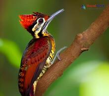 Greater Flameback_Chrysocolaptes guttacristatus