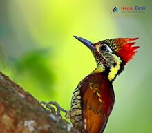 Greater Flameback_Chrysocolaptes guttacristatus