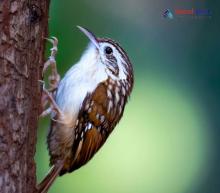 Green-tailed treecreeper_Certhia nipalensis