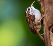 Green-tailed treecreeper_Certhia nipalensis