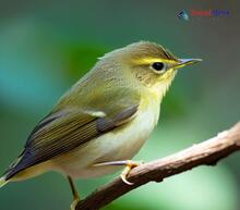 Greenish Warbler - Phylloscopus trochiloides