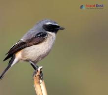 Grey Bushchat_Saxicola ferreus