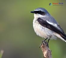 Grey Bushchat_Saxicola ferreus