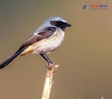 Grey Bushchat_Saxicola ferreus