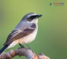 Grey Bushchat_Saxicola ferreus