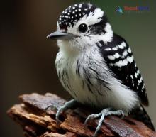 Grey-capped Pygmy Woodpecker_Yungipicus canicapillus