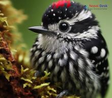 Grey-capped Pygmy Woodpecker_Yungipicus canicapillus