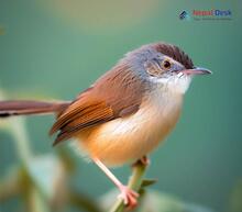 Grey-crowned Prinia_Prinia cinereocapilla