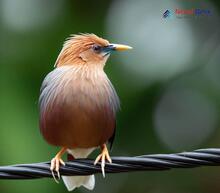 Grey-headed Myna_Sturnia malabarica