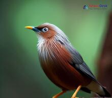 Grey-headed Myna_Sturnia malabarica