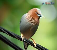 Grey-headed Myna_Sturnia malabarica