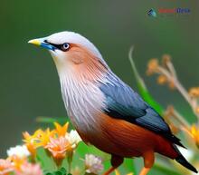 Grey-headed Myna_Sturnia malabarica