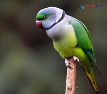 Grey-headed Parakeet_Psittacula finschii