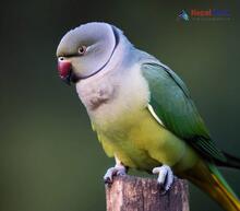 Grey-headed Parakeet_Psittacula finschii