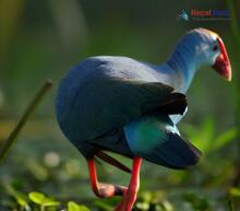 Grey-headed Swamphen_Porphyrio poliocephalus