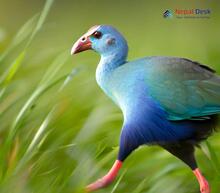 Grey-headed Swamphen_Porphyrio poliocephalus