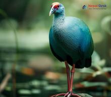 Grey-headed Swamphen_Porphyrio poliocephalus