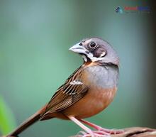 Grey-necked Bunting_Emberiza buchanani