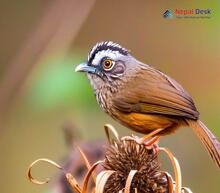 Grey-throated Babbler_Stachyris nigriceps