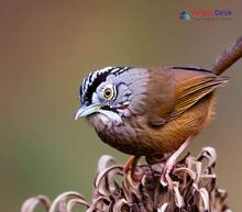 Grey-throated Babbler_Stachyris nigriceps