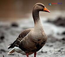 Greylag goose_Anser anser